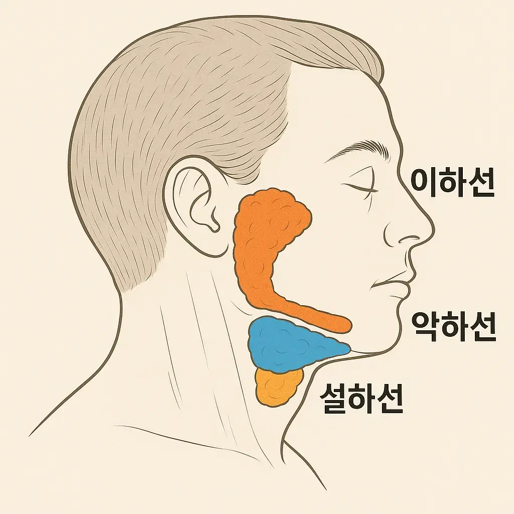 귀밑샘 마사지 부위를 설명하는 이미지