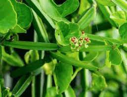 시서스 효능 부작용 (3주 섭취 후기)