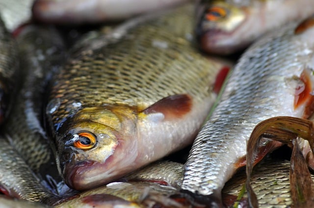 디지털 온누리 상품권 구입