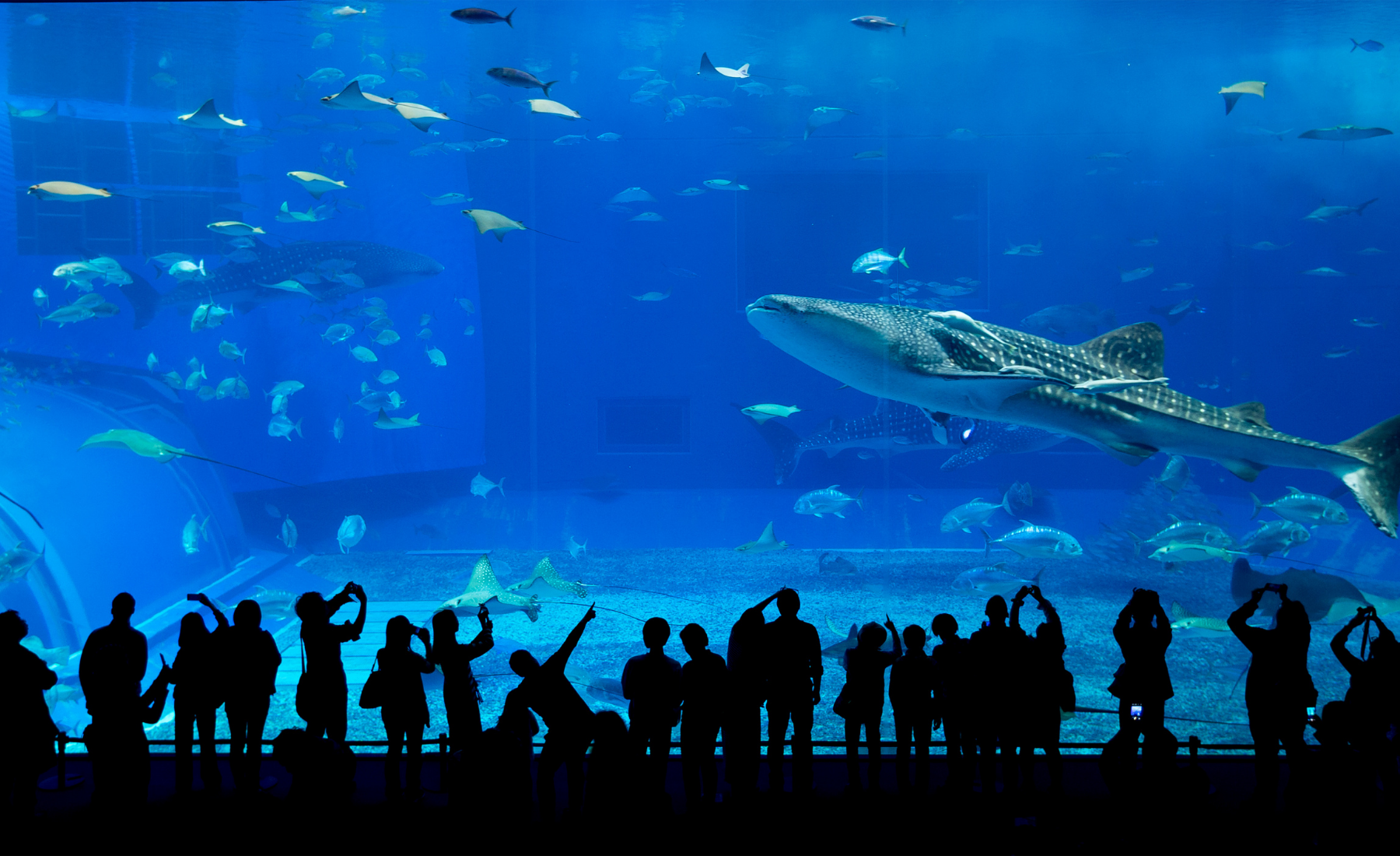 충주 아쿠아리움 기본정보