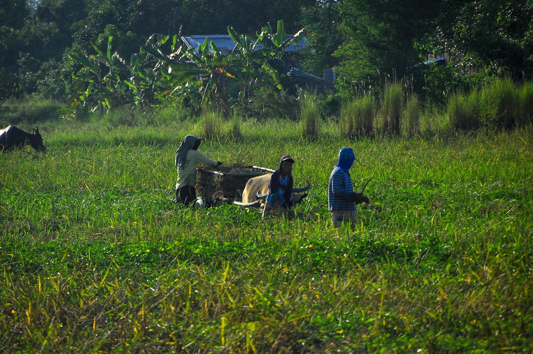 Farmers' allowance