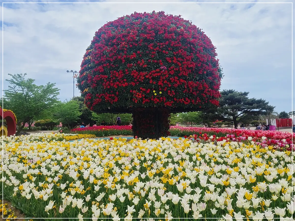 태안세계튤립축제