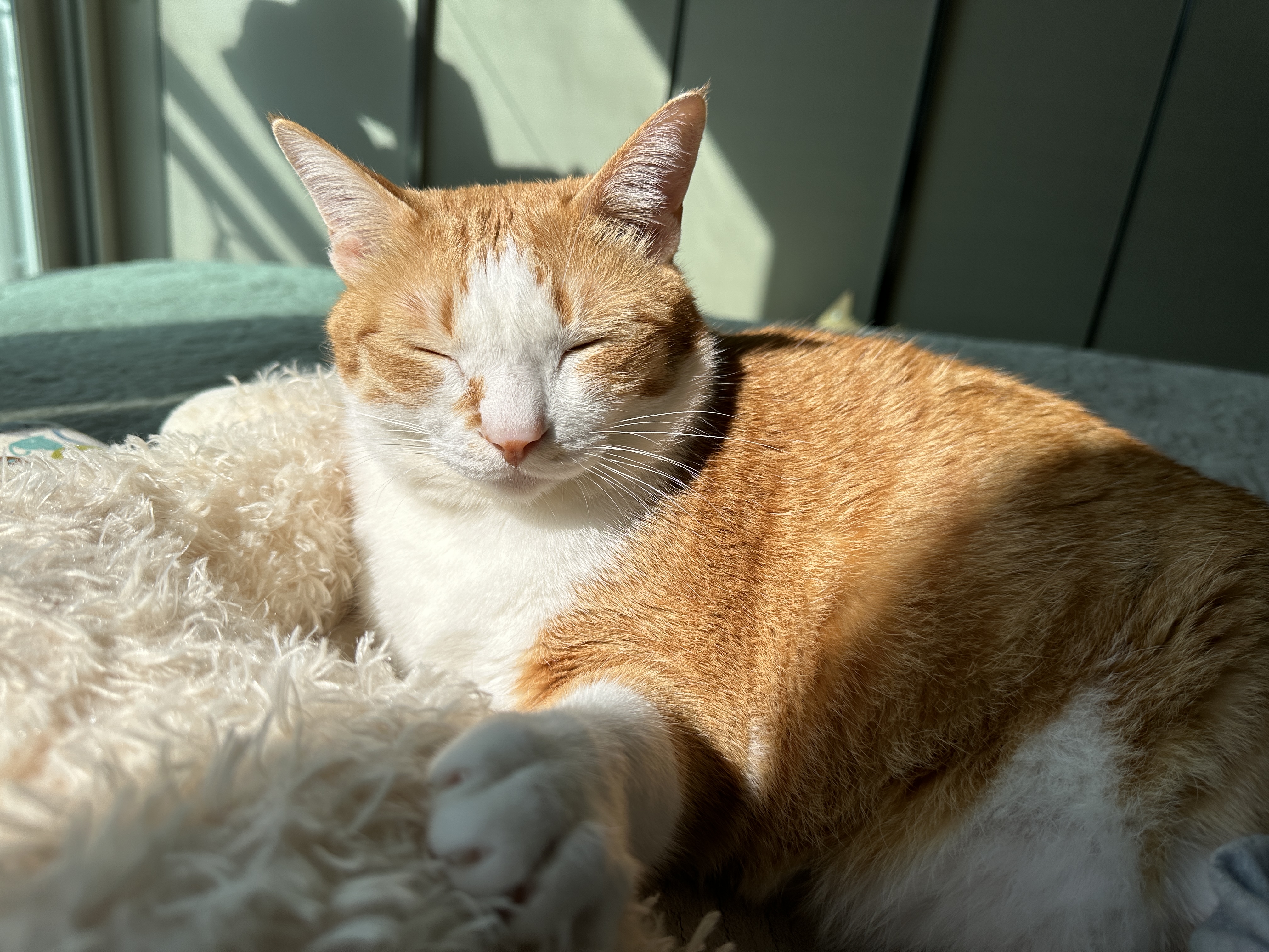 가을아침_햇살에_눈을_못뜨는_치즈냥이_호야