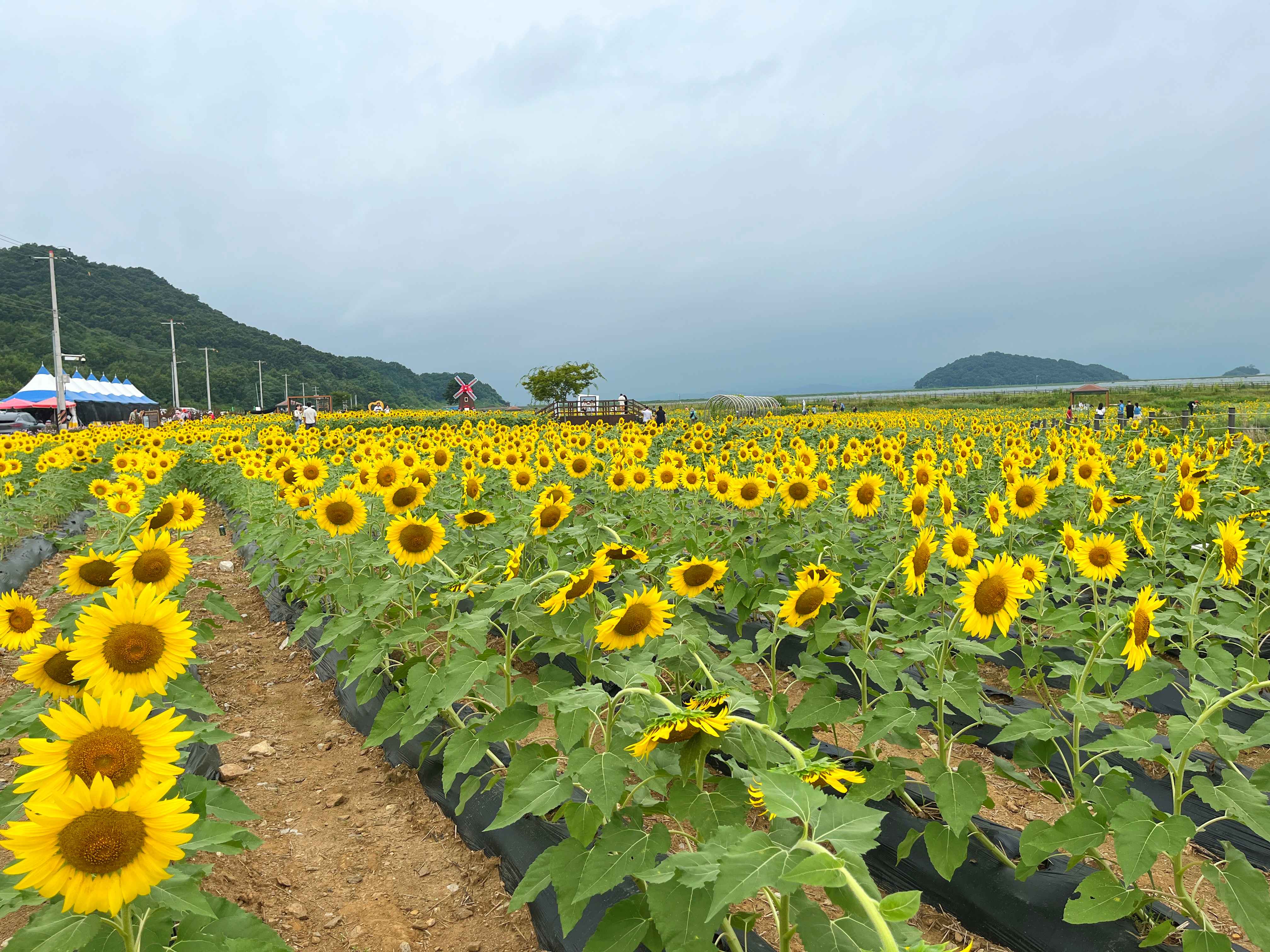 강화도 교동 난정 해바라기 정원 축제