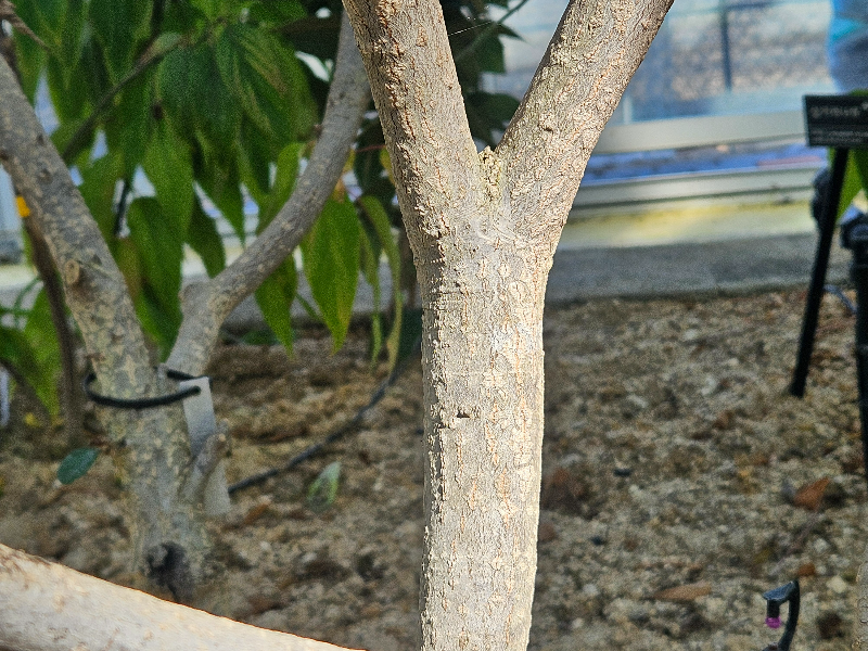 다정큼나무 수피1