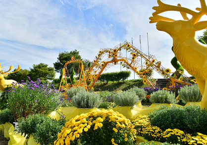 장성 황룡강 가을 꽃 축제3