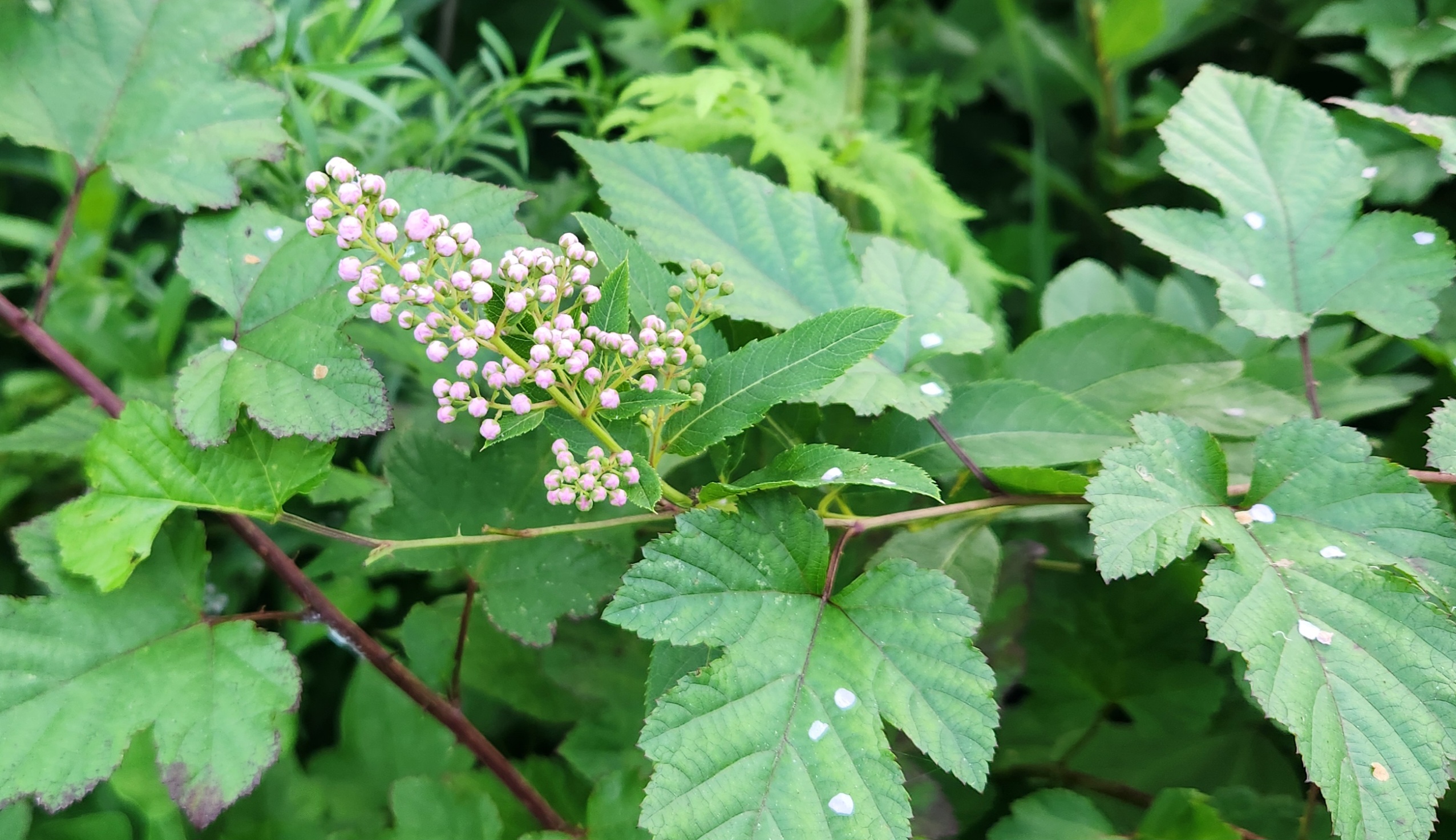 까마귀머루꽃의 개화 직전 풍경 &ndash; 여름 숲가의 덤불 속에서 나란히 줄지어 맺힌 꽃망울들이 잎사귀의 결을 따라 자라며, 산속 차 재료로 채집되기 전의 섬세한 상태를 보여주는 이미지