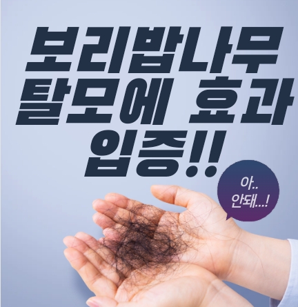 보리밥나무 탈모예방