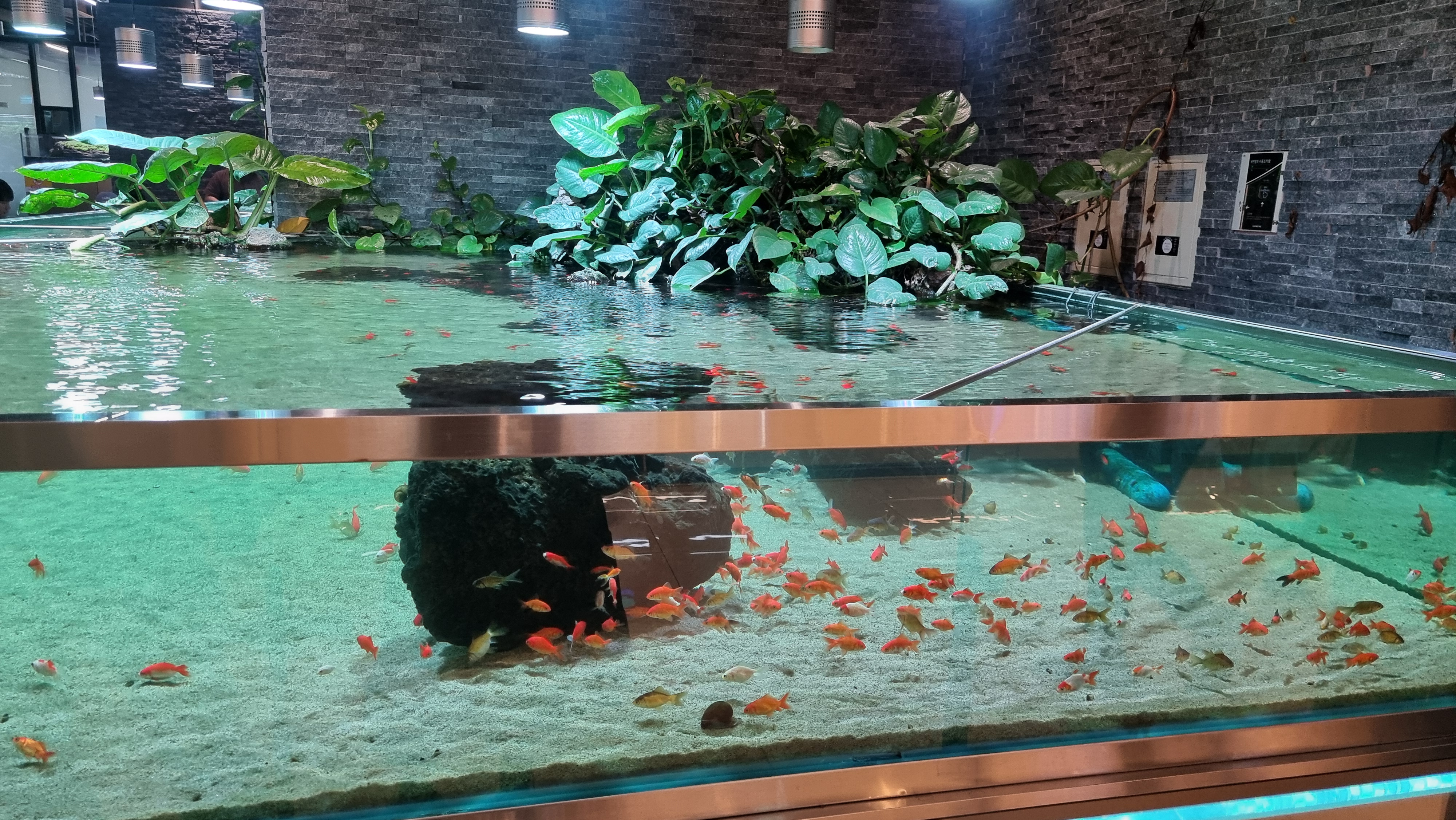 아쿠아가든카페 어항2 물고기들