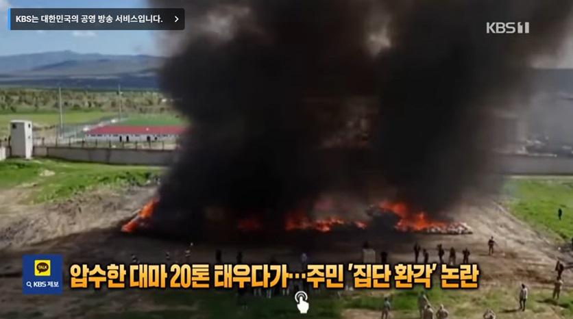 대마초 소각 후 주민 환각 사건