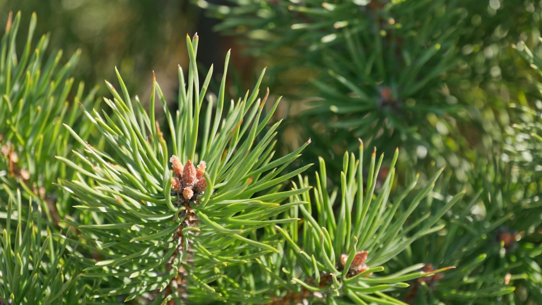 Pine