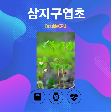 삼지구엽초 알아보기