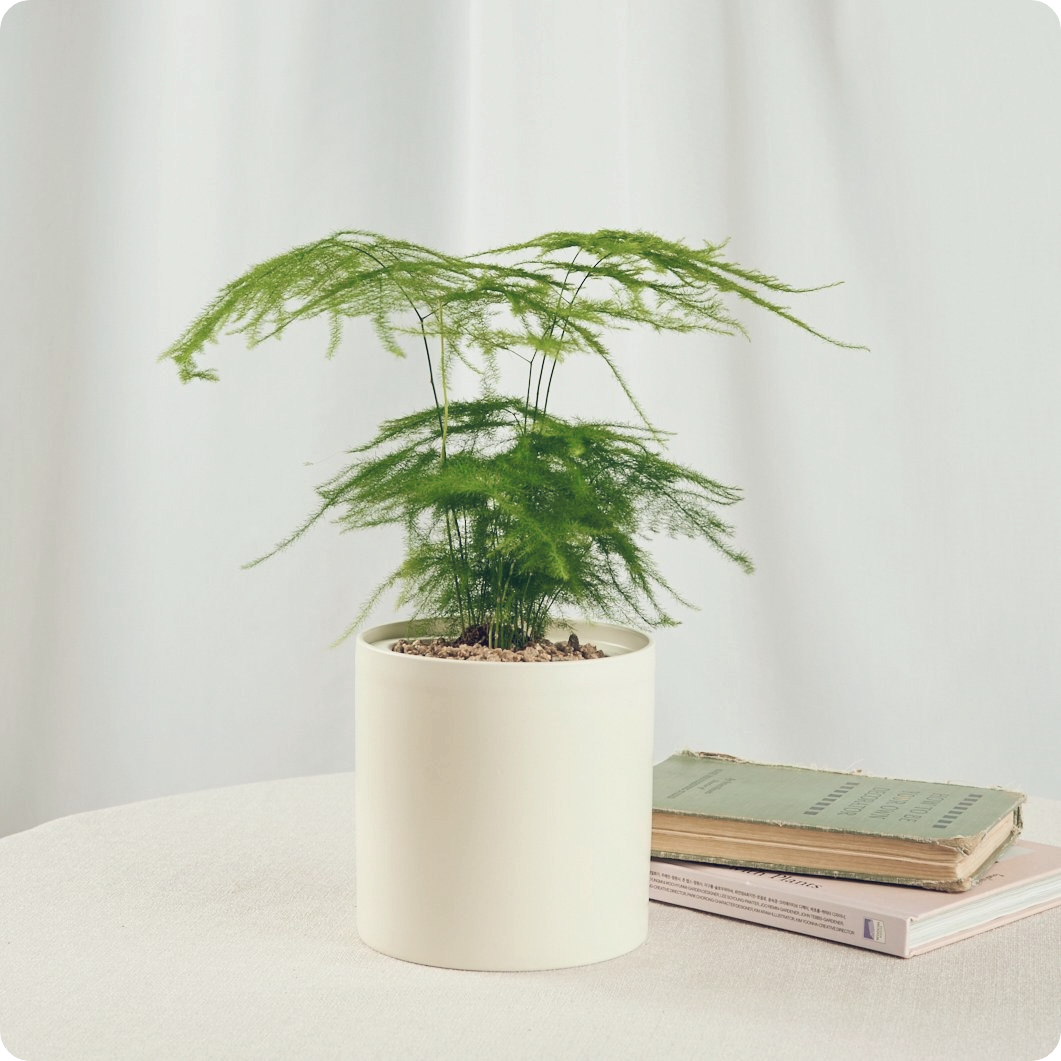 아스파라거스-효능