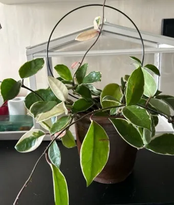 호야 키우기 꽃피우기 번식법 알고 물주기_7