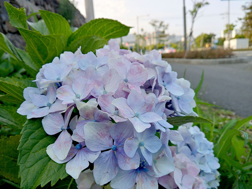 수근수근 거리는 수국