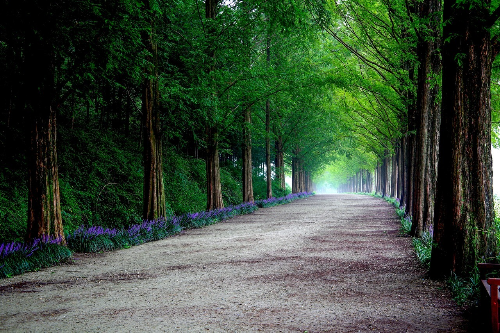 담양-메타세쿼이아-길