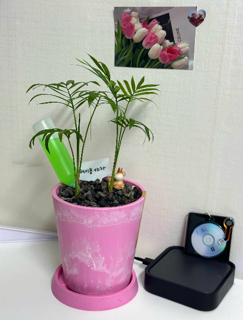 테이블 야자 잎마름