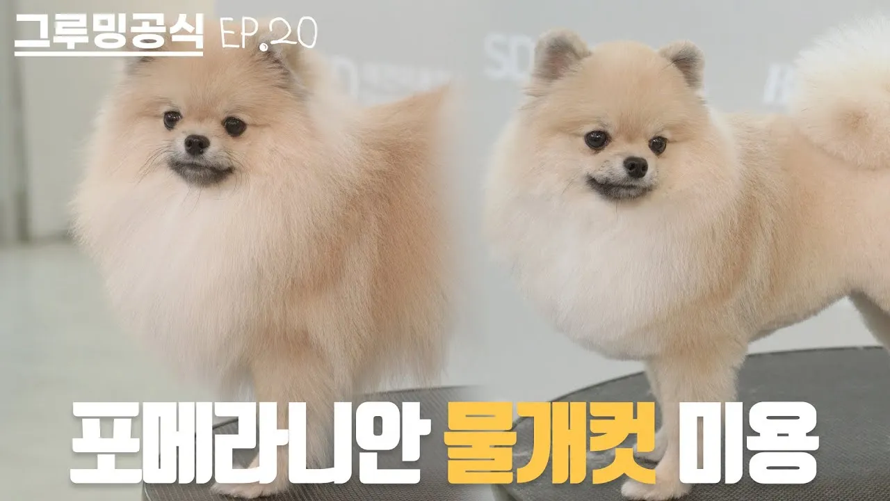 포메라니안 가격 성격 털빠짐 수명 미용_4