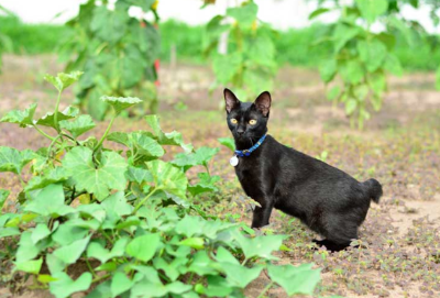 꼬리가 짧은 고양이 사진