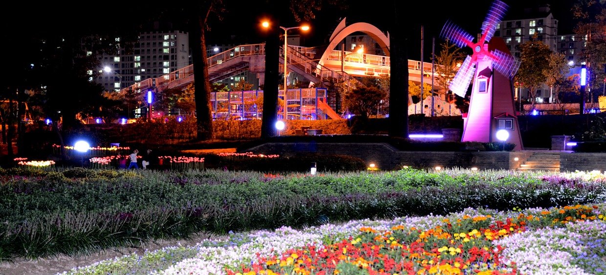 증평 보강천 미루나무숲