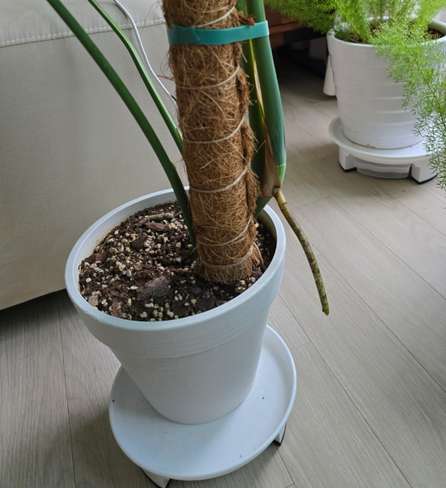 튼튼한 몬스테라의 공중뿌리에요