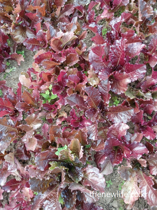 Deep red lettuce leaves swaying rhythmically on the soil, evoking the image of a vibrant dance in the field-밭 위에서 리듬감 있게 퍼진 적상추 – 마치 군무를 추는 듯한 역동적인 붉은 상추 풍경