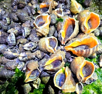 소라 효능 부작용