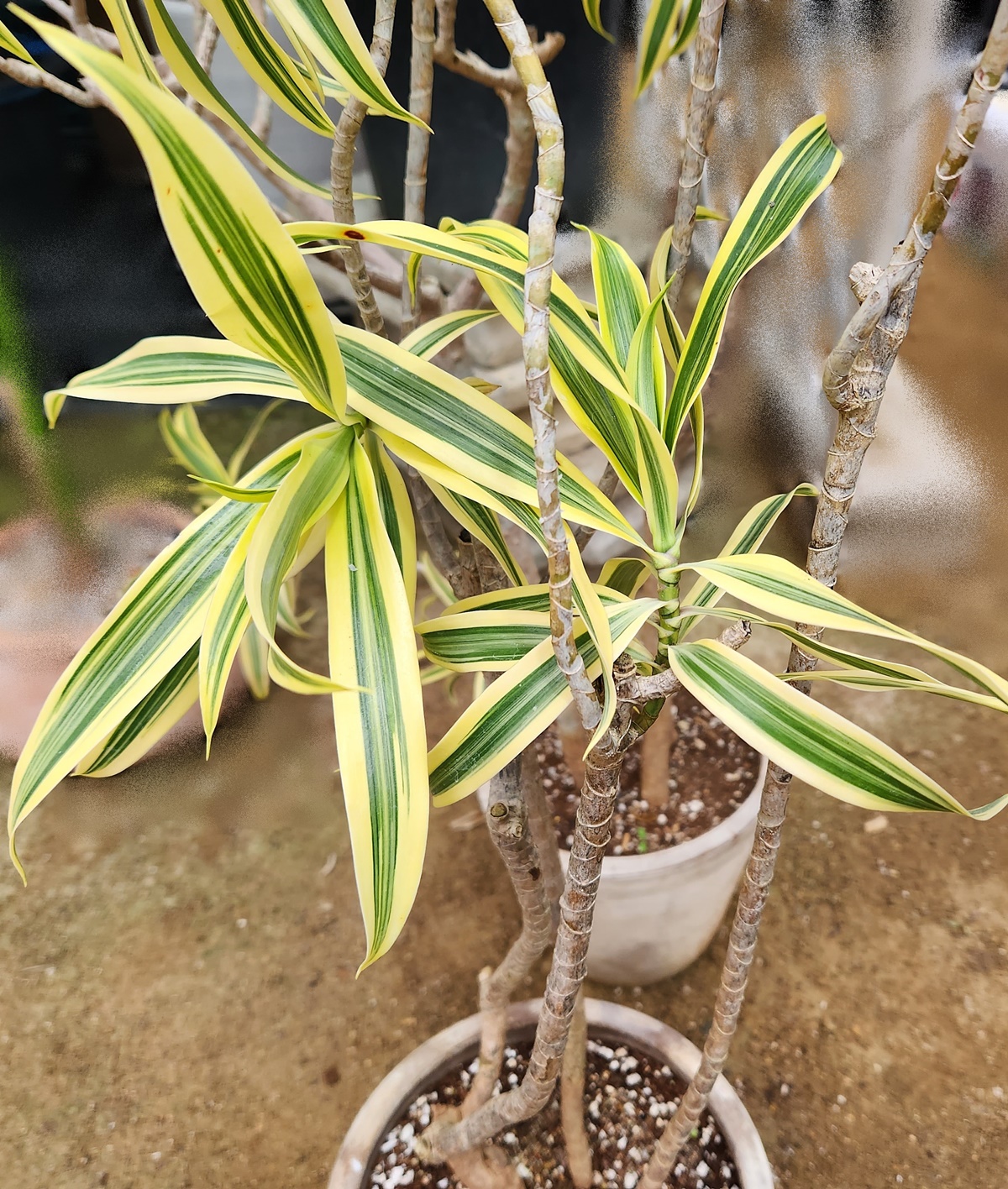 드라세나 송오브인디아