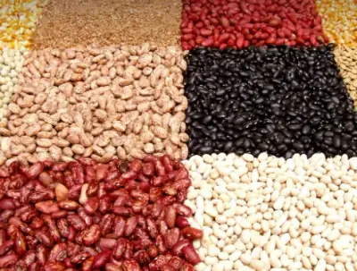 콩-이미지-사진