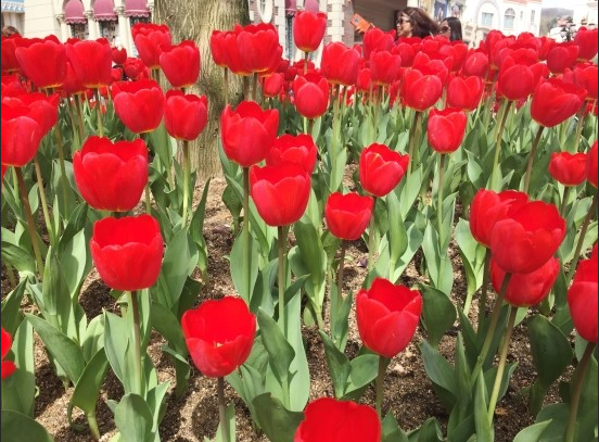 튤립2