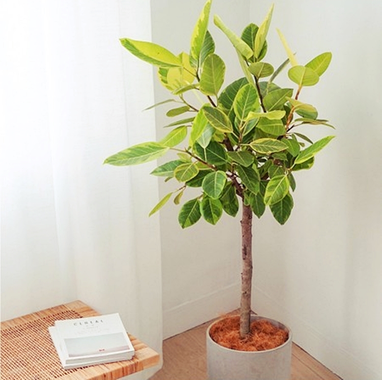 실내 식물 뱅갈 고무나무