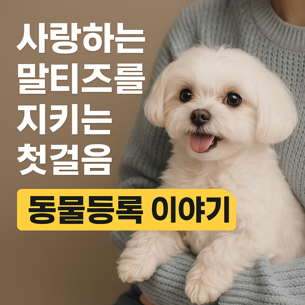 말티즈