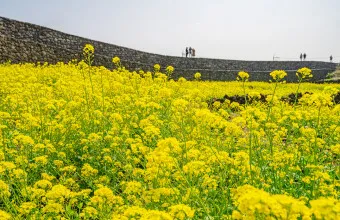 제주 유채꽃 개화 시기 봄 여행 필수 코스_18