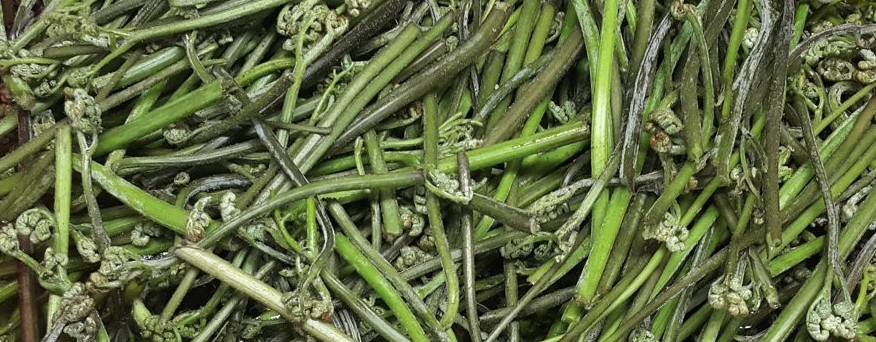 고사리 삶는법3