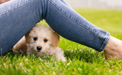 피부병 종류별 원인과 특징 관련 사진