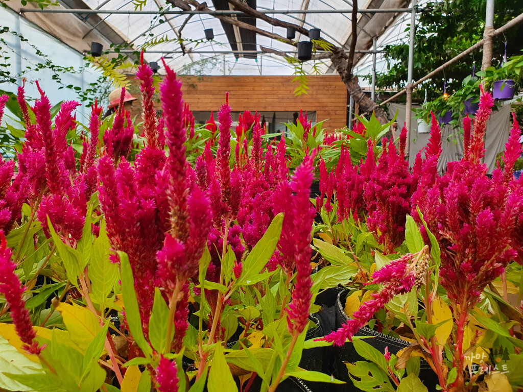 표선 보롬왓 식물