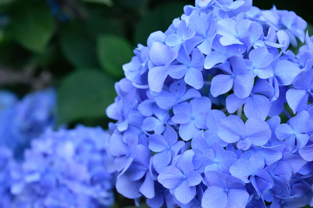 Hydrangea