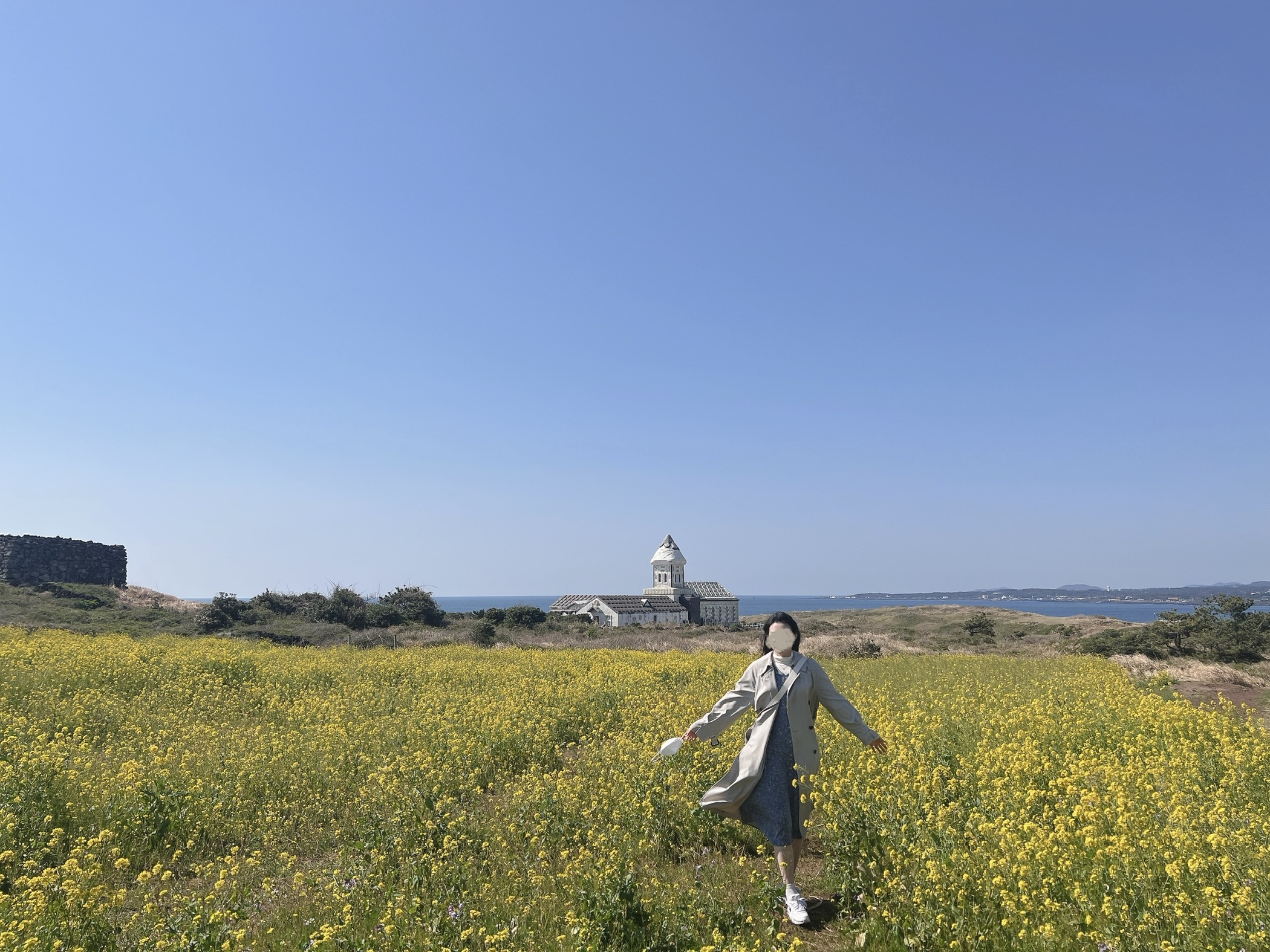 서귀포 성산읍 섭지코지 유채꽃 명소