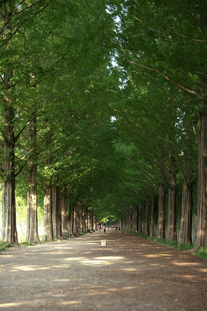 메타쉐쿼이아길