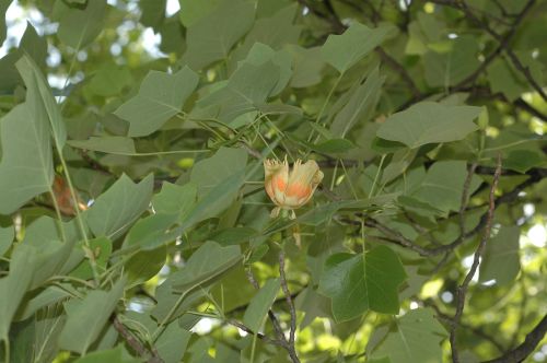 백합나무(튤립나무)