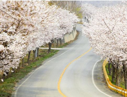 세종 벚꽃