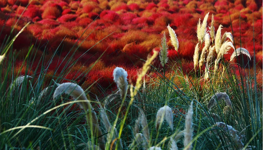 제6회 2023 태안 가을꽃박람회