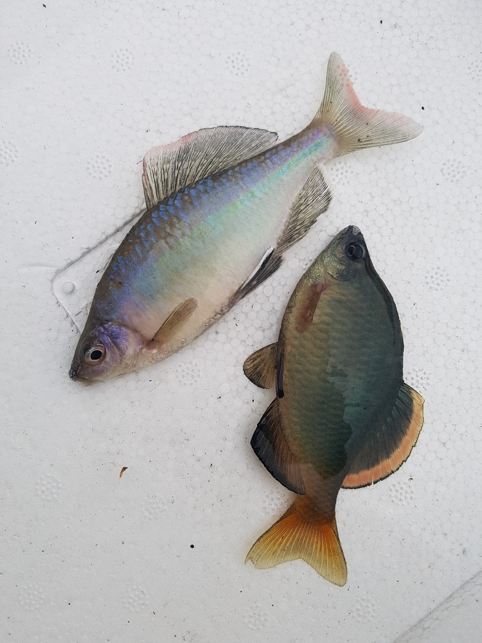 묵납자루, 멸종위기 1급 한국 고유 민물고기|탁란 생태의 신비