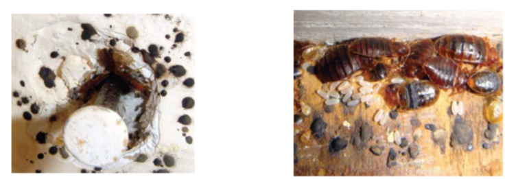 빈대 배설물, 허물, 빈대 시체