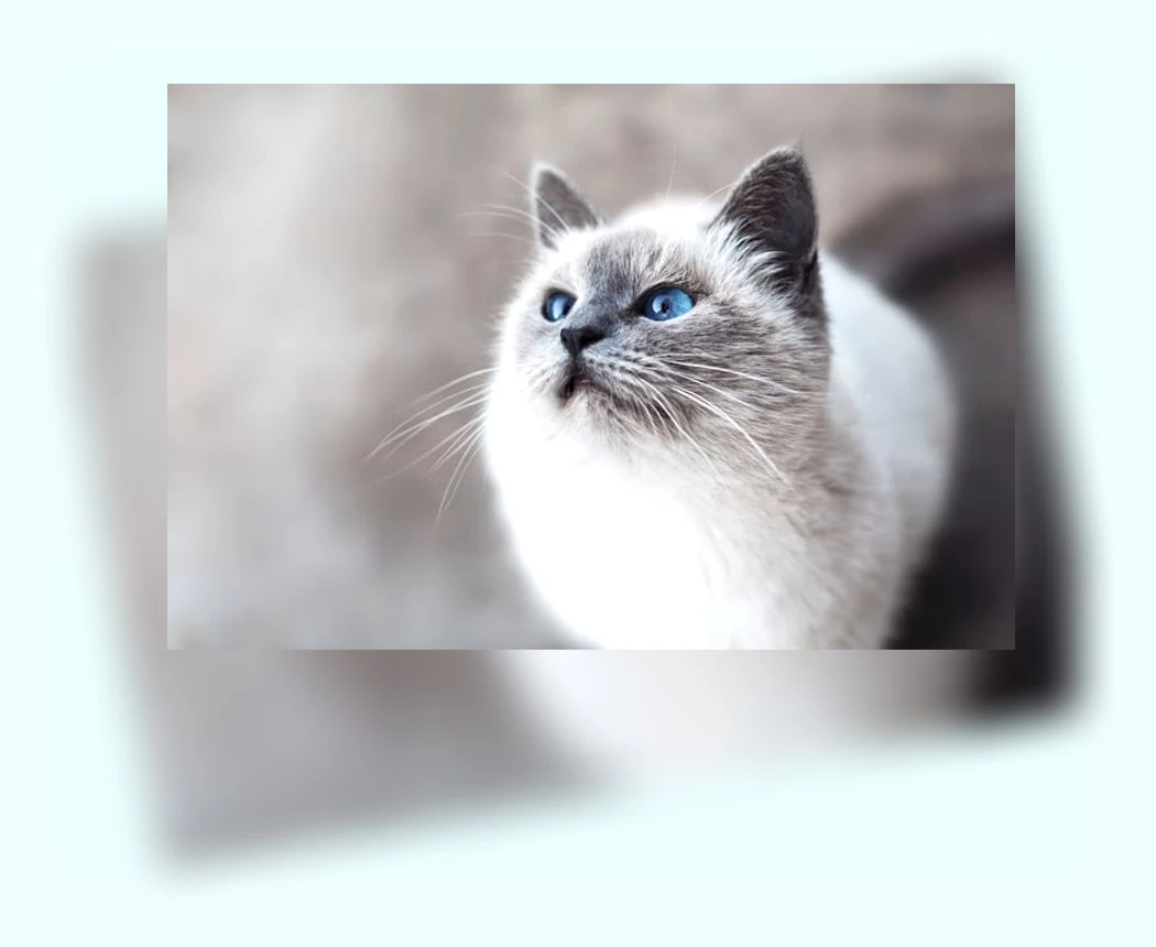 고양이 건강 관리_1_subsection