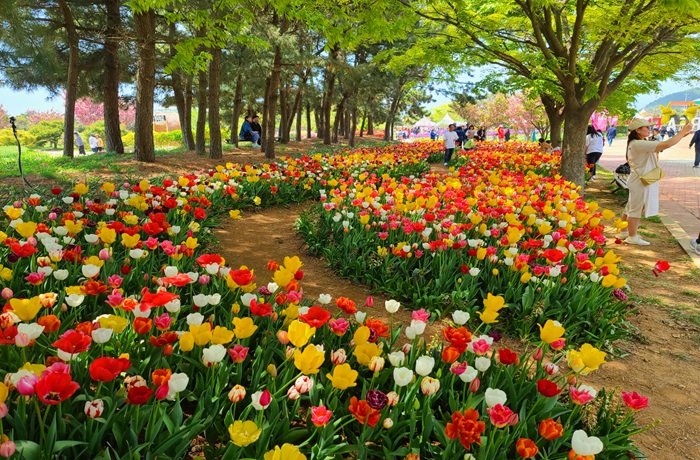 태안 세계튤립꽃박람회 (출처:한국관광공사)