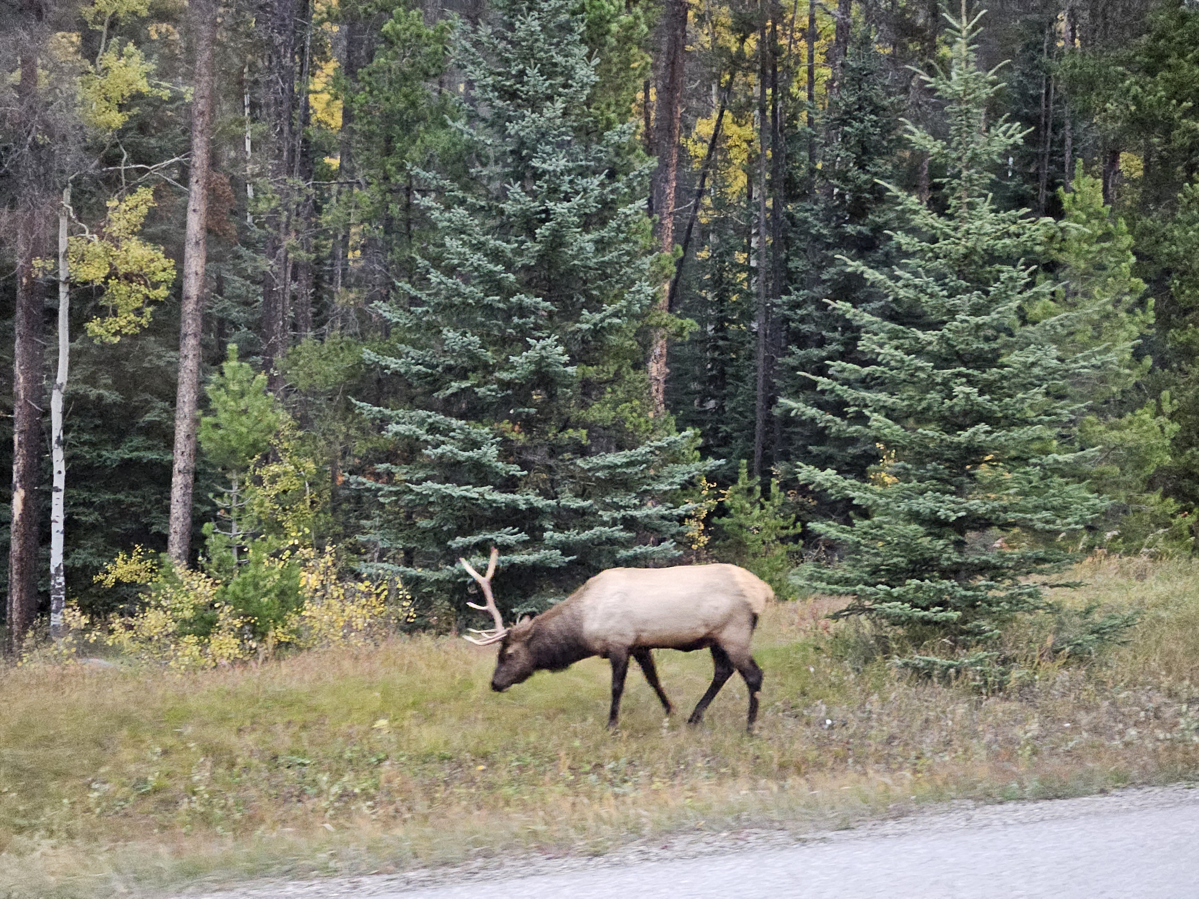 카리부? 엘크? 무스?