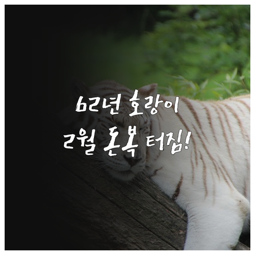 62년생 호랑이띠 2월 금전운 흐름과..