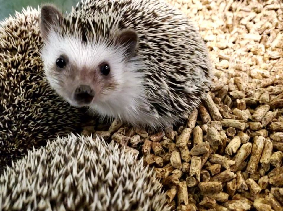 쥬라리움 청라점