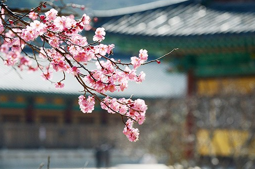 양산통도사 홍매화